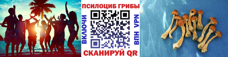 МЕГА онион  Новоуральск  Псилоцибиновые грибы Cubensis 